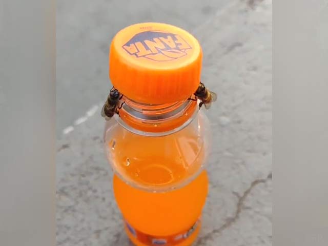 Viral Video Of Two Bees Opening A Bottle Has The Internet Stunned