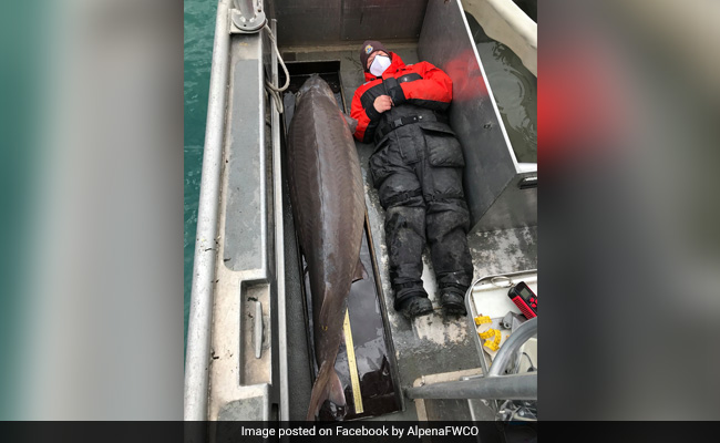 100-Year-Old 'Monster' Fish, Weighing Over 90 Kg, Caught In Michigan