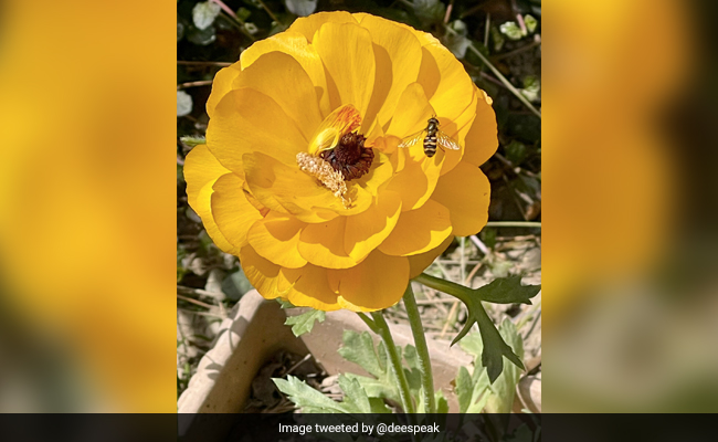 Watch: On World Bee Day, Twitter Abuzz With Amazing Bee Pics, Videos