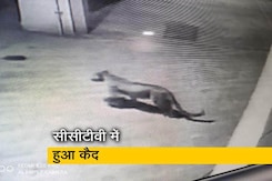 मुंबई की एक हाउसिंग सोसायटी में चहलकदमी करता दिखा तेंदुआ मुंबई की एक हाउसिंग सोसायटी में चहलकदमी करता दिखा तेंदुआ