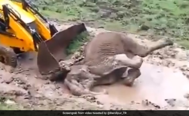 Watch: Elephant Stuck In Slush Rescued In Karnataka