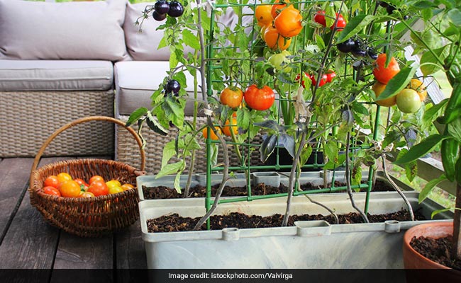 Turn Your Balcony Into A Farm With 5 Vegetables You Can Grow Yourself At Home