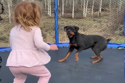 Watch: Toddler Jumps On Trampoline With Best Friend - An Excited Rottweiler Watch: Toddler Jumps On Trampoline With Best Friend - An Excited Rottweiler