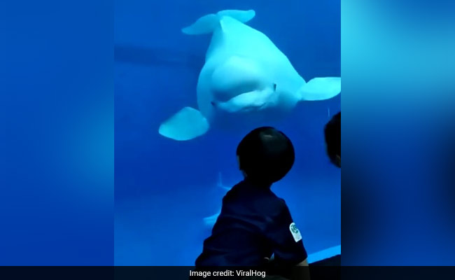 Watch: Beluga Whale Welcomes Little Boy With A Special "Hello" At Aquarium