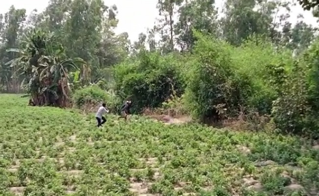 सीतापुर : गांव में तेंदुए के घुसने से हड़कंप, हमले में एक युवक घायल