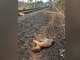 Tiger Cub Hit By Train, "May Have Gotten Stuck On Tracks", Says Madhya Pradesh Official Tiger Cub Hit By Train, "May Have Gotten Stuck On Tracks", Says Madhya Pradesh Official