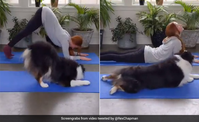 Yoga कर रही थी लड़की, देखकर कुत्ता भी उतारने लगा नकल, फिर साथ में जमकर की एक्सरसाइज - देखें Video