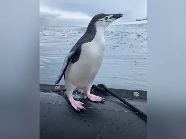 Watch: Penguin Hops Onto Tourist Boat In Antarctica