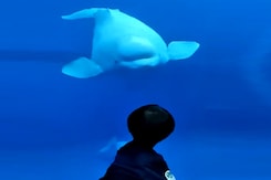 Watch: Beluga Whale Comes To Say Hello Watch: Beluga Whale Comes To Say Hello