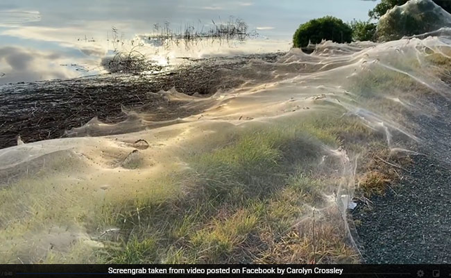 Parachuting Spiders Leave Australian Region Covered In Webs