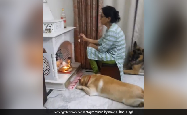 महिला घर में कर रही थी पूजा, तो भक्ति में ऐसे डूबा नजर आया कुत्ता, मंदिर के सामने करने लगा कुछ ऐसा - देखें Video