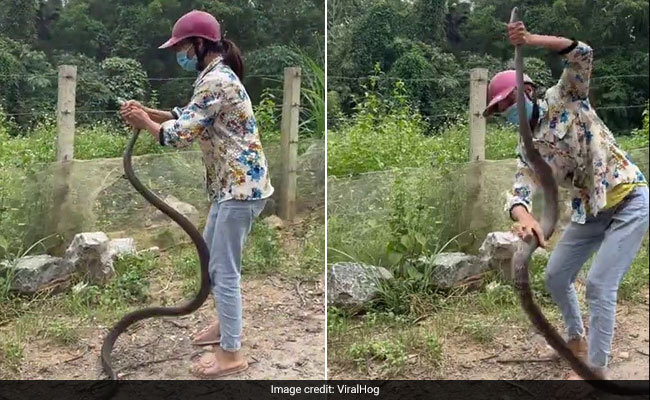 Woman Catches Huge Snake With Bare Hands. Video Is Not For The Faint-Hearted