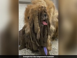 Watch: A Stray Dog's Transformation After Vets Shave Off 3 Kg Of Matted Fur Watch: A Stray Dog's Transformation After Vets Shave Off 3 Kg Of Matted Fur