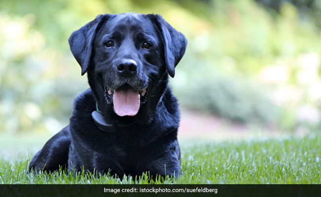 Supreme Court Asks Animal Welfare Body To Submit Data On Dog Bites