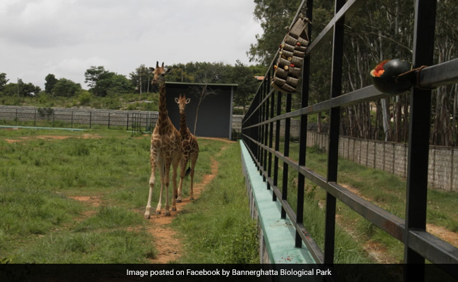Adopt, Name Animals, Donate: Bengaluru Zoo Appeals As Covid Hits Revenues