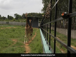 Adopt, Name Animals, Donate: Bengaluru Zoo Appeals As Covid Hits Revenues Adopt, Name Animals, Donate: Bengaluru Zoo Appeals As Covid Hits Revenues