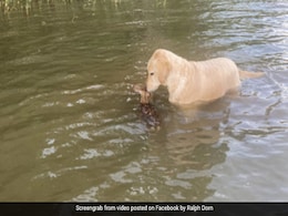 कुत्ते ने पेश की इंसानियत की मिसाल, झील में डूब रहे हिरण के बच्चे को ऐसे बचाया - देखें PHOTOS कुत्ते ने पेश की इंसानियत की मिसाल, झील में डूब रहे हिरण के बच्चे को ऐसे बचाया - देखें PHOTOS
