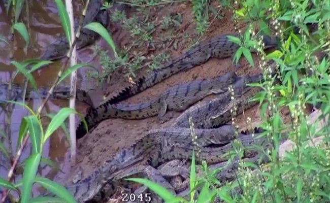 Gharial Babies Spotted Near Odisha's Mahanadi River After 43 Years