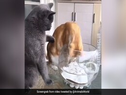 मछली को तंग कर रही थी बिल्ली, ये देख दूसरी बिल्ली ने उसे सिखाया सबक, लोग बोले- So Cute - देखें Video मछली को तंग कर रही थी बिल्ली, ये देख दूसरी बिल्ली ने उसे सिखाया सबक, लोग बोले- So Cute - देखें Video