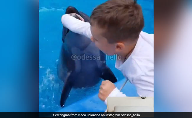 पानी में हाथ डालकर खेल रहा था बच्चा, तभी निकली डॉलफिन और जबड़े से कसकर दबाया बच्चे का हाथ और फिर... - देखें Video