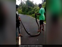 शख्स ने जंगल में पकड़ा King Cobra, उसे सड़क पर लिटाकर उस पर रख दिया पैर, फिर किया कुछ ऐसा - देखें Shocking Video शख्स ने जंगल में पकड़ा King Cobra, उसे सड़क पर लिटाकर उस पर रख दिया पैर, फिर किया कुछ ऐसा - देखें Shocking Video