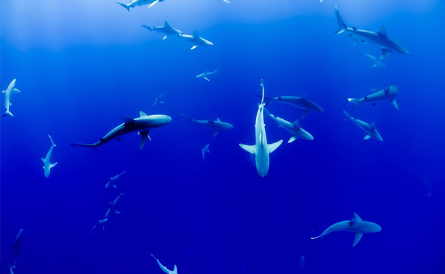 Centre Approves Project To Explore Deep Ocean For Resources