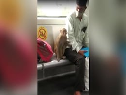 On Camera, Monkey Travels With Delhi Metro Commuters: "No Harm Caused" On Camera, Monkey Travels With Delhi Metro Commuters: "No Harm Caused"