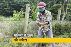 कैमरे में कैद हैरतअंगेज कारनामा! महिला ने सांप को नंगे हाथों से पकड़ा कैमरे में कैद हैरतअंगेज कारनामा! महिला ने सांप को नंगे हाथों से पकड़ा