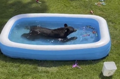 Watch: Family Finds Bear Chilling In Their Kiddie Pool, Playing With Toys Watch: Family Finds Bear Chilling In Their Kiddie Pool, Playing With Toys