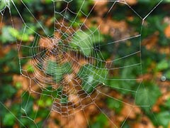 Parachuting Spiders Leave Australian Region Covered In Webs