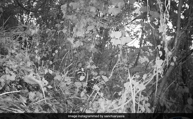 Can You Spot The Tiger In This Historic Image From Mizoram?