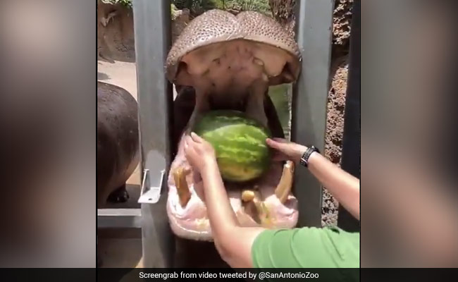 Hippo ने तरबूज को मुंह में डालते ही कर डाले उसके कई टुकड़े, Video देख लोगों ने दिए मजेदार रिएक्शन