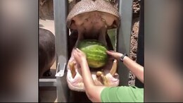 Watch: Hippo At Texas Zoo Smashes Watermelon With Jaws In Single Stroke