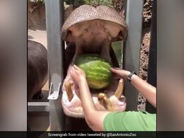 Watch: Hippo At Texas Zoo Smashes Watermelon With Jaws In Single Stroke
