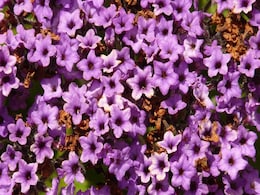 Summer Solstice 2021: What Is Solstice? When Is The Year's Longest Day? Summer Solstice 2021: What Is Solstice? When Is The Year's Longest Day?