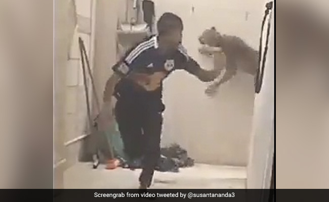 तेंदुए ने खतरनाक अंदाज़ में किया Attack, शख्स को देखते ही हवा में लगा दी छलांग, भागते-भागते गिरा शख्स और फिर... - देखें Shocking Video