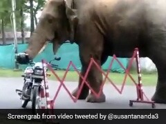 Curious Elephant Comes Across A Helmet. Watch What Happens Next