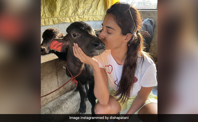Disha Patani ने शेयर की बछड़े को किस करती हुई Photo, तो फैन्स ने पूछा- जमानत मिल गई क्या?