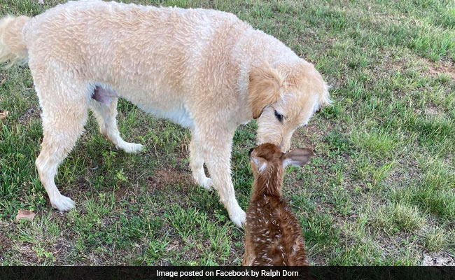 Baby Deer Visits Dog Who Saved It From Drowning. We're Not Crying, You Are