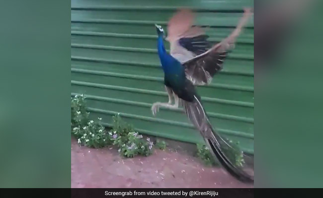 Watch: Minister Kiren Rijiju Posts Magnificent Video Of A Peacock's Flight