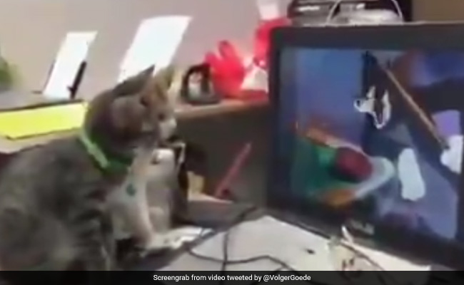 बिल्लियों ने देखा 'Tom and Jerry' कार्टून, स्क्रीन पर चूहे को देख करने लगीं कुछ ऐसा...देखें VIDEO