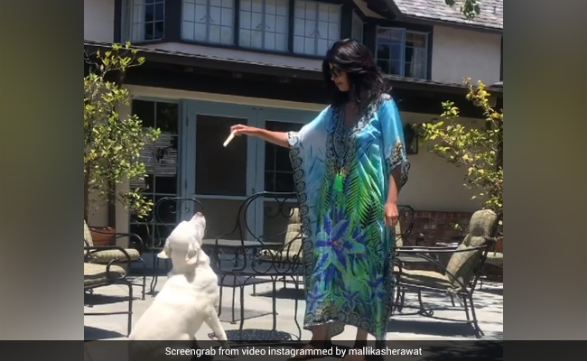 Video: अमेरिका में मल्लिका शेरावत का आलीशान विला, डॉगी के साथ मस्ती करते हुए नजर आईं एक्ट्रेस