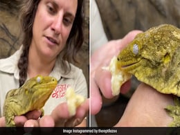 Viral Video: Gecko Eating Banana Is The Cutest Thing On Internet Today Viral Video: Gecko Eating Banana Is The Cutest Thing On Internet Today
