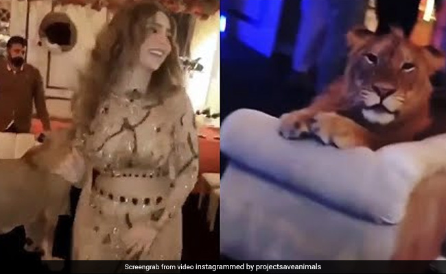 Pakistani Influencer Under Fire For Using Lion As Party Prop