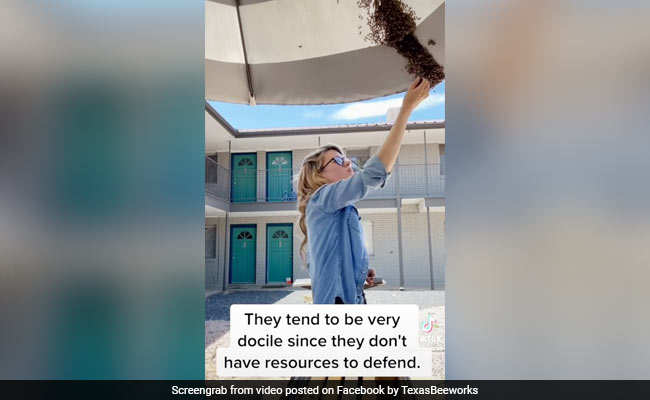 महिला ने हाथ से साफ किया मधुमक्खी का छत्ता, देखते रह गए लोग, वायरल हो रहा Video