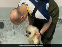 स्विमिंग सीखने के लिए पहली बार पानी में उतरा Baby Seal, दिया ऐसा रिएक्शन, Video देख लोग बोले- Cute स्विमिंग सीखने के लिए पहली बार पानी में उतरा Baby Seal, दिया ऐसा रिएक्शन, Video देख लोग बोले- Cute