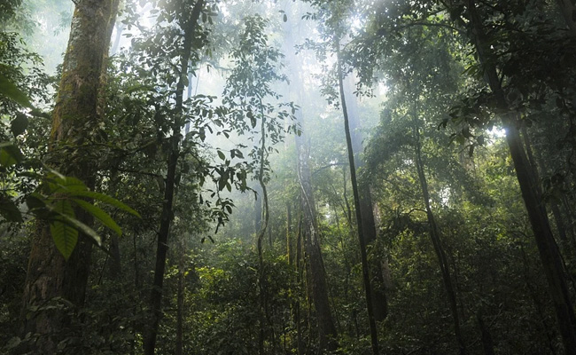 Researchers Present New Species Of Extinct Lizard, Previously Misidentified As Bird