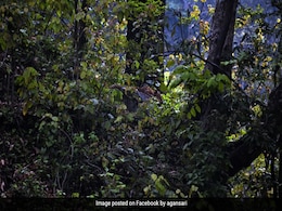 इस तस्वीर में छिपा बैठा है एक तेंदुआ, बहुत से लोगों ने किया ट्राई, क्या आपको आया नजर ? इस तस्वीर में छिपा बैठा है एक तेंदुआ, बहुत से लोगों ने किया ट्राई, क्या आपको आया नजर ?