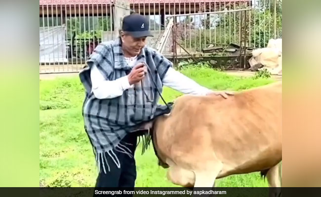 फार्म हाउस पर बछड़ों को घास चराते दिखे धर्मेंद्र, बोले- इनको नथ बांध दिया है...देखें Video