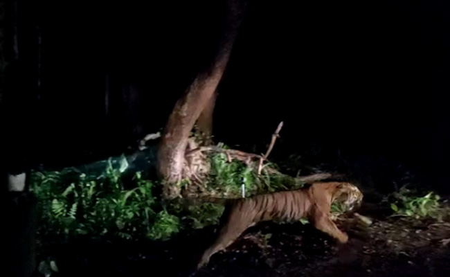 दुधवा टाइगर रिजर्व पहुंचाई गई बाघिन 'शर्मिली', 15 महीने से बरेली की जंगल-झाड़ियों में रह रही थी